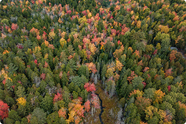 crop-payroll-clerk-counting-money-while-sitting-at-table.png_0000_fall-foliage-drone-photo-EHUSU2Z